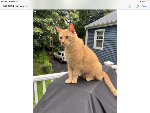 Lost Male Cat last seen Marvin Lane and Larry Lane, Commack NY, Commack, NY 11725