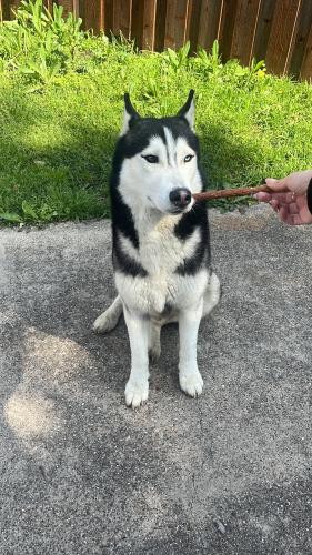 Found/Stray Male Dog last seen Near Target on I-20, Grand Prairie, TX 75052