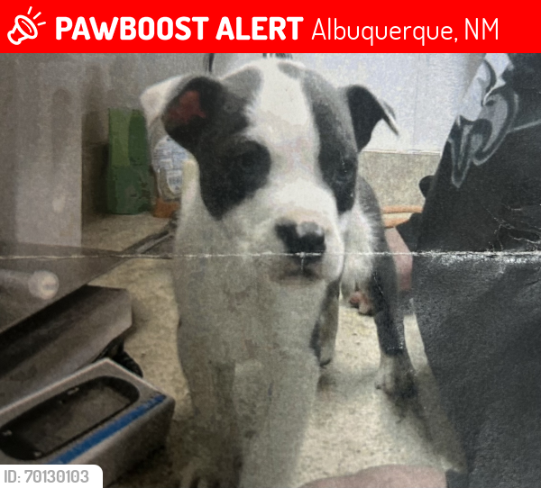 Lost Male Dog last seen Near Felicitas Rd SW, Albuquerque, NM 87105