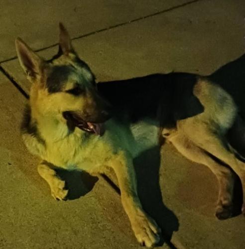 Lost Male Dog last seen Near , Chicago, IL 60628