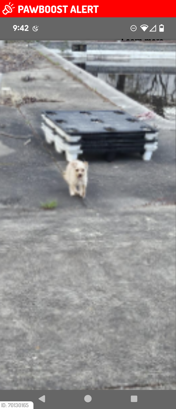 Lost Female Dog last seen Near Tuckaway ter fort Washington md, Fort Washington, MD 20744