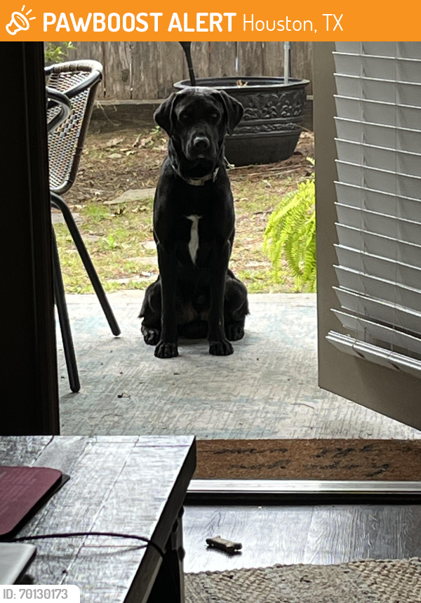 Houston, TX Stray Male Dog Found Near Cypresswood | PawBoost