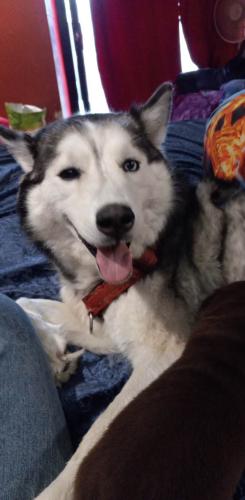 Lost Female Dog last seen North j street and north 10th Street Elwood IN 46036, Elwood, IN 46036