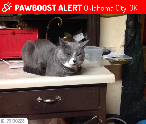 Lost Male Cat last seen 13th and May, Oklahoma City, OK 73107
