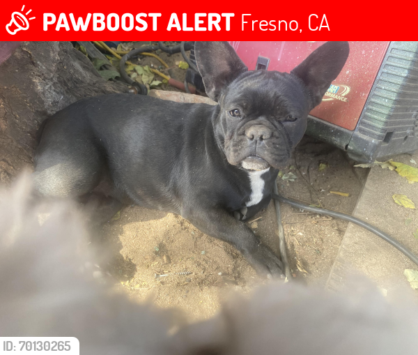 Lost Female Dog last seen Valentine and Nielsen , Fresno, CA 93706