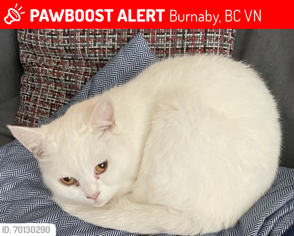 Lost Female Cat last seen 16th Ave and Mary’s St by Edmonds Burnaby, Burnaby, BC V3N