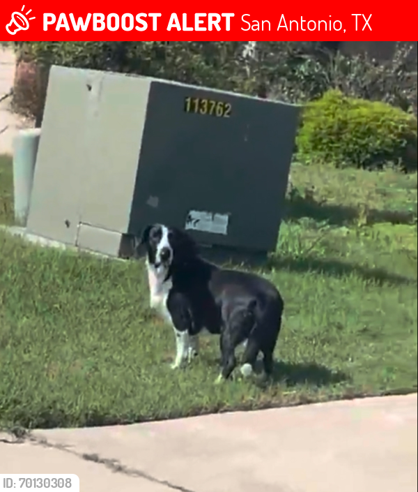 Lost Female Dog last seen Mission del Largo, San Antonio, TX 78221