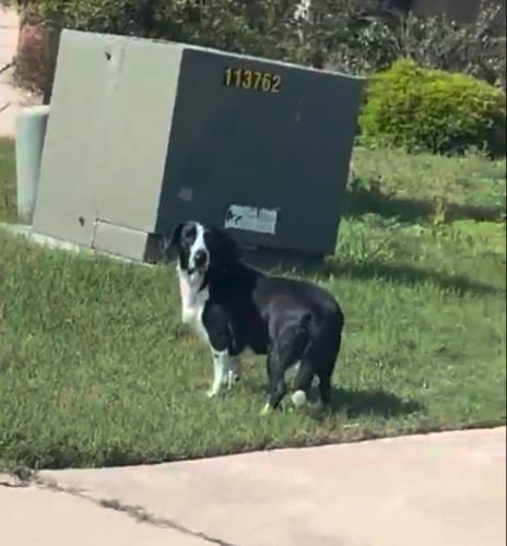 Lost Female Dog last seen Mission del Largo, San Antonio, TX 78221