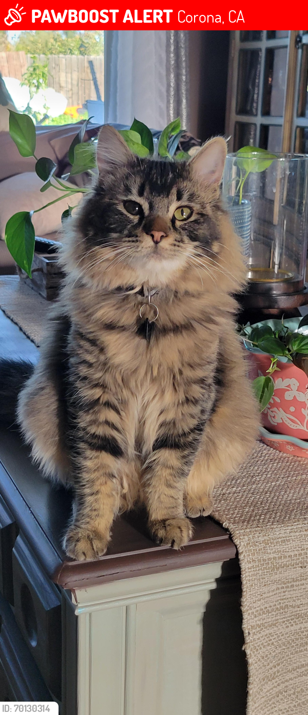 Corona, CA Lost Male Cat, Kona Is Missing | PawBoost