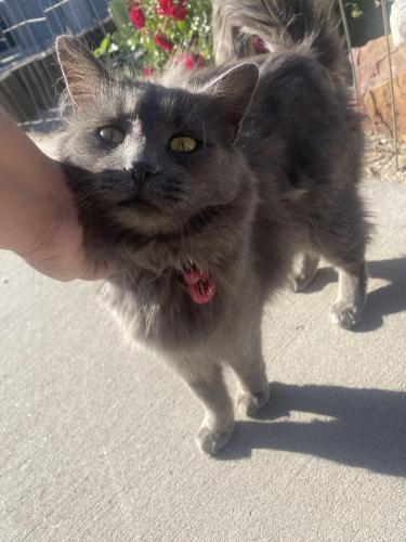 Lost Male Cat last seen Ross Ct se, 87106 , Albuquerque, NM 87106