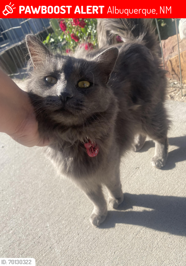 Lost Male Cat last seen Gibson and university, Albuquerque, NM 87106