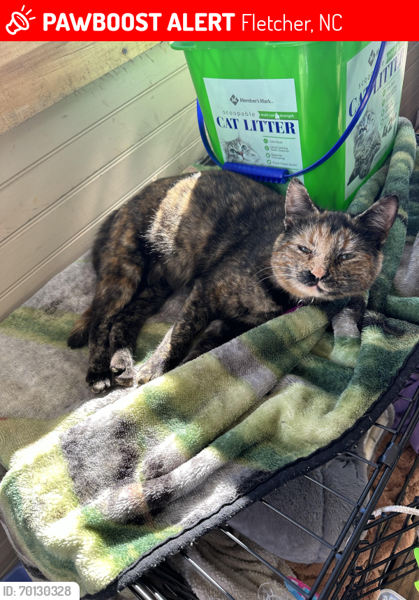 Deceased Female Cat last seen Skyland fire department off concord rd and Williams rd 28732 fletcher, Fletcher, NC 28732