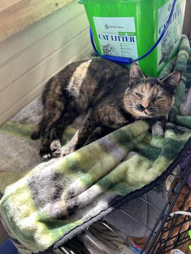 Lost Female Cat last seen Skyland fire department off concord rd and Williams rd , Fletcher, NC 28732