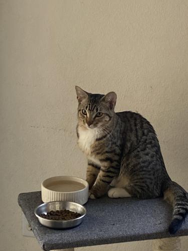 Lost Female Cat last seen Unser and Bandelier, Albuquerque, NM 87114