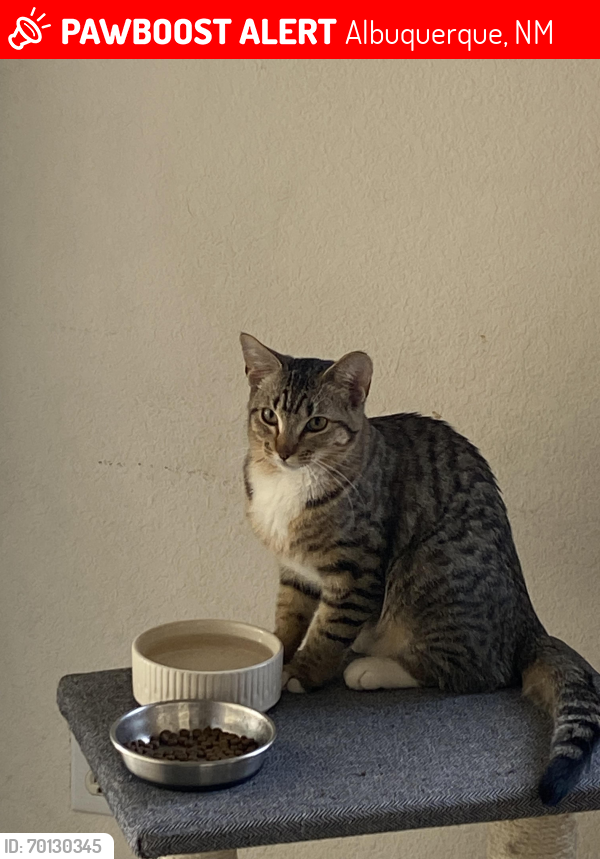 Lost Female Cat last seen Unser and Bandelier, Albuquerque, NM 87114