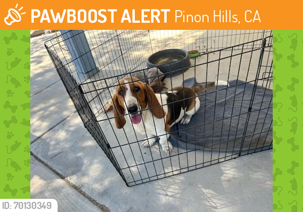 Found/Stray Female Dog last seen Highway 138, Pinon Hills, CA 92372