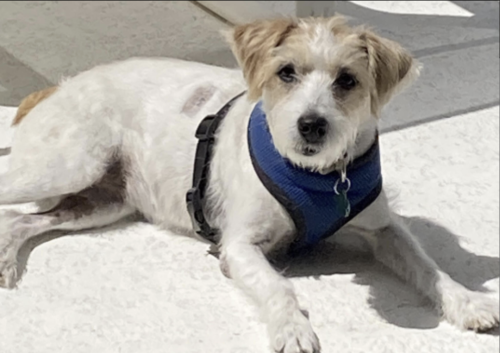 Lost Female Dog last seen JayCee dog Park -  Federal Highway, Boynton Beach, FL 33426