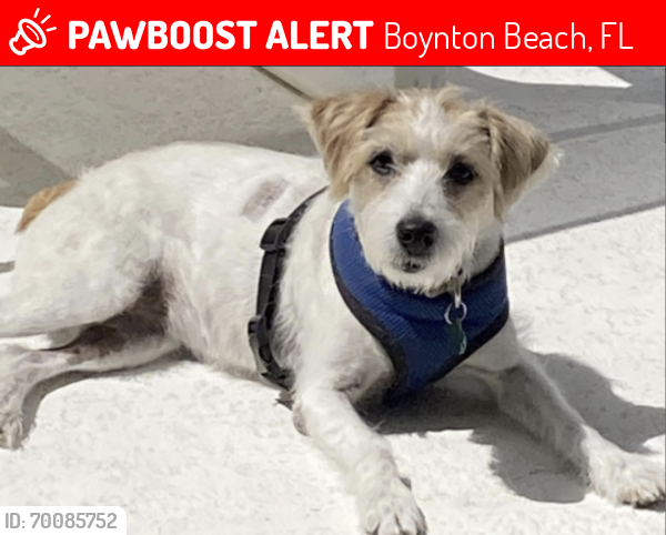 Lost Female Dog last seen Federal Highway -Gulfstream Blvd - Walmart , Delray Beach, FL 33444