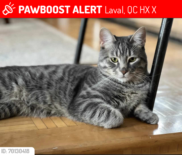Lost Male Cat last seen Rue lauzon, Laval, Laval, QC H7X 2X1