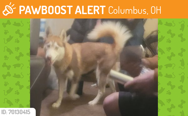 Found/Stray Female Dog last seen Tucson az, Columbus, OH 43215