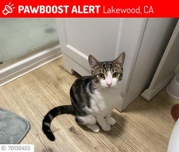 Lost Male Cat last seen Pioneer Blvd , Lakewood, CA 90715