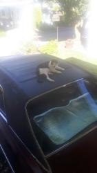 Lost Male Cat last seen FRASER HWY. & 156 ST. SURREY, B.C., Surrey, BC V3S