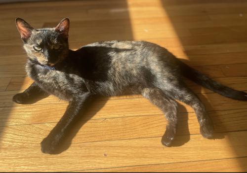 Lost Female Cat last seen South Maplewood Ave & Lake St in Northlake, IL , Northlake, IL 60164