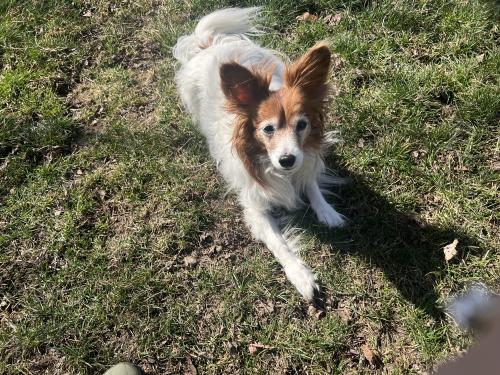 Lost Female Dog last seen Lakewood Falls, L subdivision , Plainfield, IL 60544
