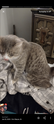 Lost Male Cat last seen Andrew and Sherman , Fort Wayne, IN 46808