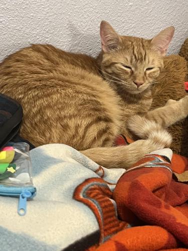 Lost Male Cat last seen Myers Ave and Perris blvd, Moreno Valley, CA 92553