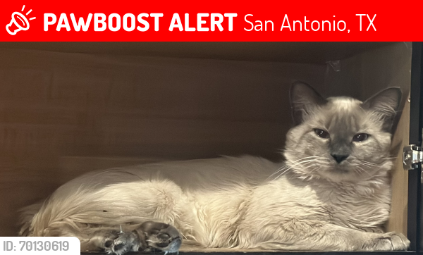 Lost Male Cat last seen Stillwater , San Antonio, TX 78254