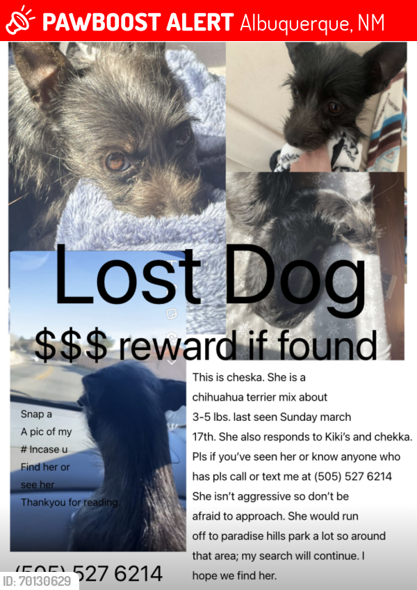 Lost Female Dog last seen Paradise and Unser Blvd , Albuquerque, NM 87114