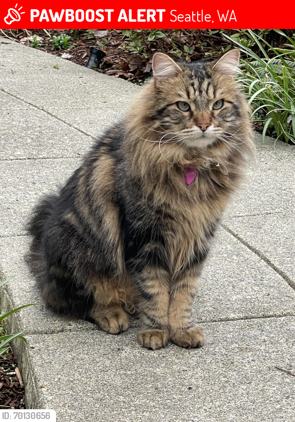 Lost Male Cat last seen Leschi, Seattle, WA 98122