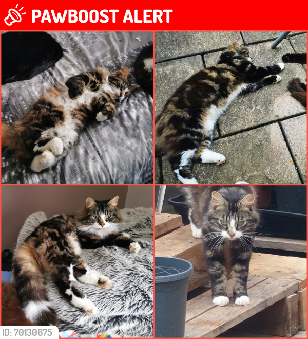 Lost Male Cat last seen , Leicester, England LE3 6NW