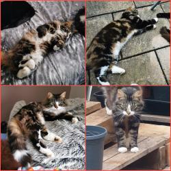 Lost Male Cat last seen , Leicester, England LE3 6NW