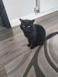 Lost Male Cat last seen Willow road, Kent, England DA1