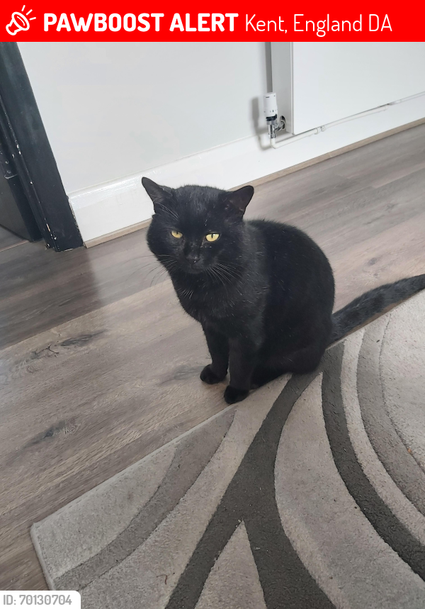 Lost Male Cat last seen Willow road, Kent, England DA1