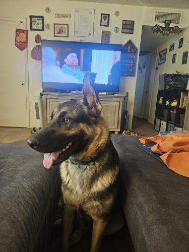 Lost Male Dog last seen 25th Ave. and Cactus, Phoenix, AZ 85029