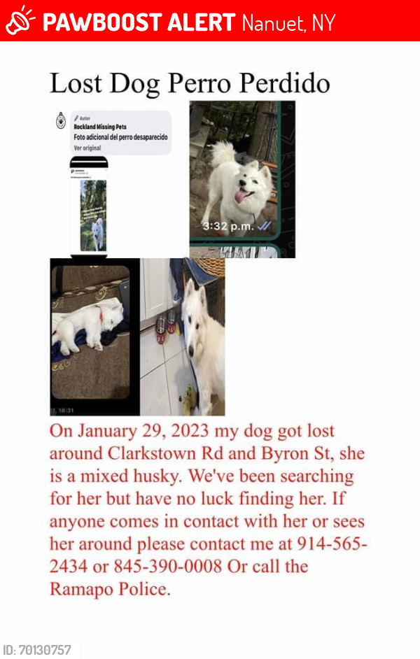 Lost Male Dog last seen New City , Nanuet, NY 10954