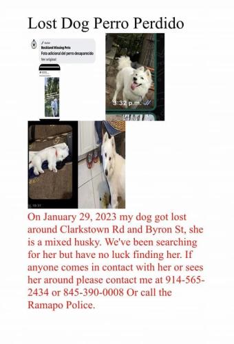 Lost Male Dog last seen New City , Nanuet, NY 10954