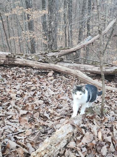 Lost Male Cat last seen Sunny Lane and University Drive, Collegedale, TN, Collegedale, TN 37363
