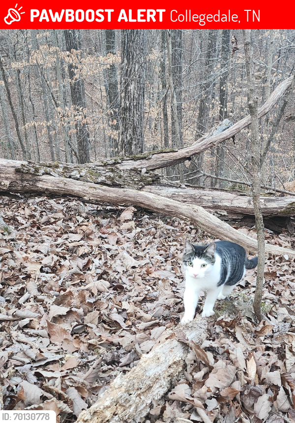 Lost Male Cat last seen Sunny Lane and University Drive, Collegedale, TN, Collegedale, TN 37363