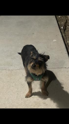Lost Male Dog last seen Alterra Parkway & Kramer Lane, Austin, TX 78758