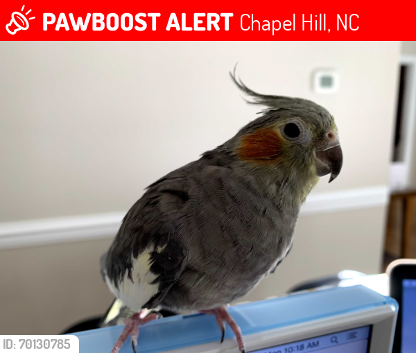 Lost Female Bird last seen Downing Creek Pkwy, Chapel Hill, NC 27517 (near the lake/playground), Chapel Hill, NC 27517
