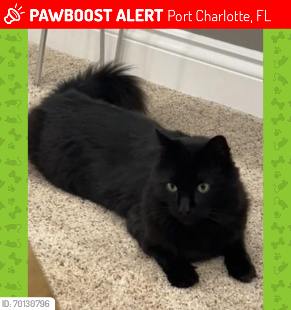 Lost Male Cat last seen Belinda avenue, Port Charlotte, FL 33952