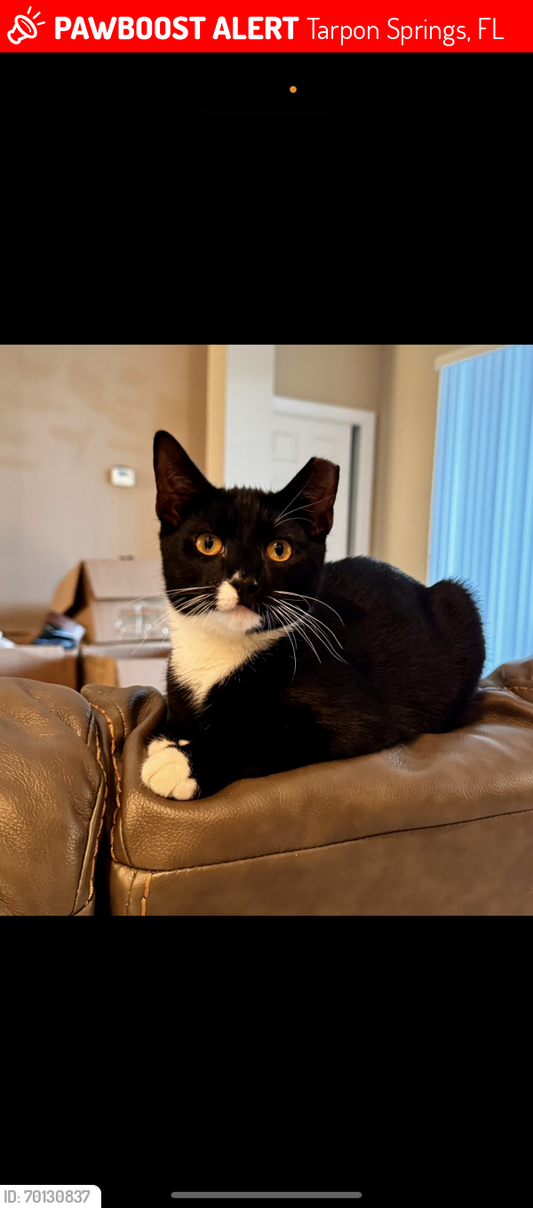 Tarpon Springs, FL Lost Male Cat, Milo Is Missing PawBoost