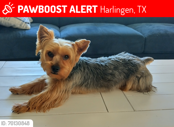 Lost Male Dog last seen East Woodland drive Harlingen Tx , Harlingen, TX 78550