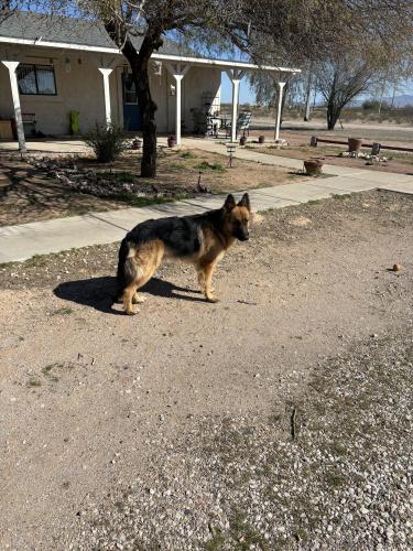 Lost Male Dog last seen 367th ave and Indian school, Tonopah, AZ 85354