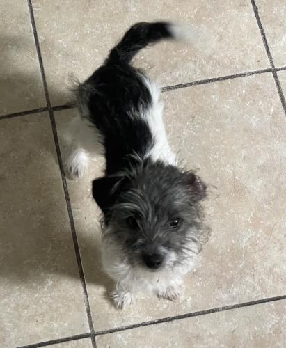 Lost Male Dog last seen Taylor dr & Caruth Dr , Garland, TX 75041