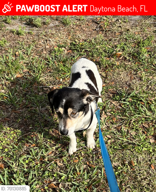 Lost Male Dog last seen Clyde Morris and Beville rd area, Daytona Beach, FL 32114